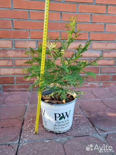 Туя брабант