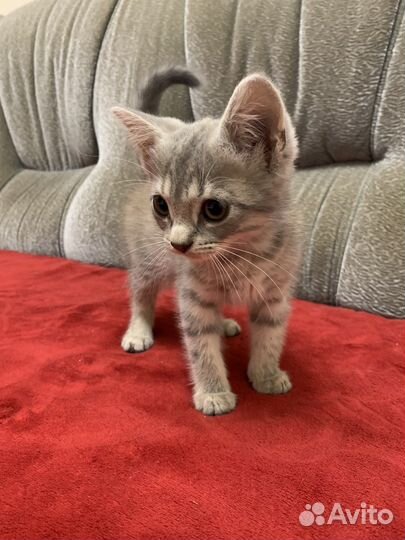 Котята в добрые руки даром