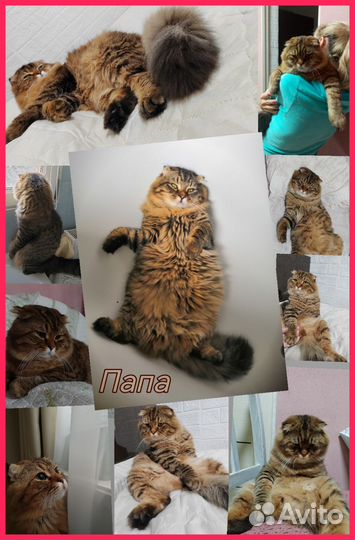 Шотландские котята фолд и страйт