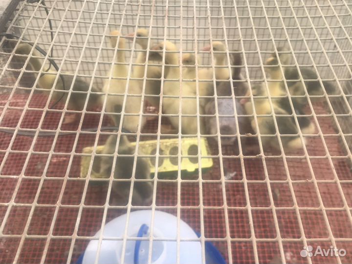 Гуси, гусята и утята дикой утки