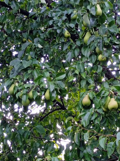 Участок 3,2 сот. (СНТ, ДНП)