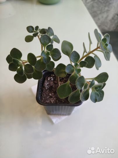 Ахризон -Дерево Любви