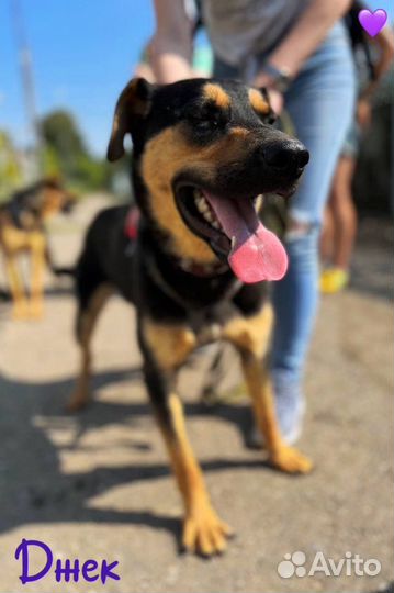 Добрый пёс из приюта ищет хозяина