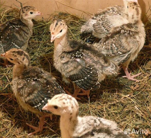 Гусята оптом
