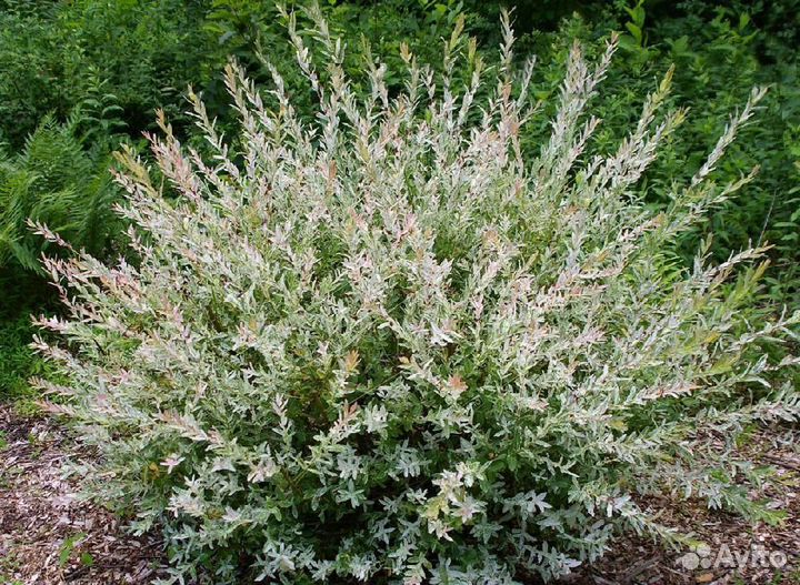 Ива Хакуро Нишики