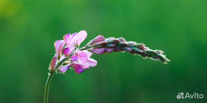Эспарцет (семена)
