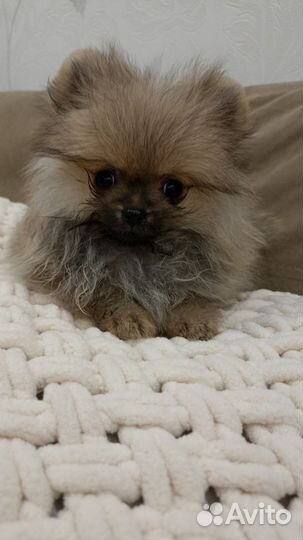 Померанский шпиц мини щенок