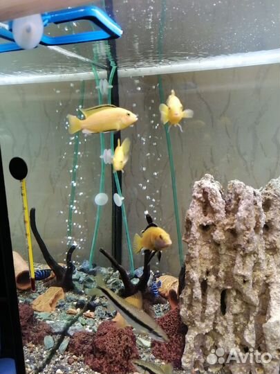 Обслуживание аквариумов