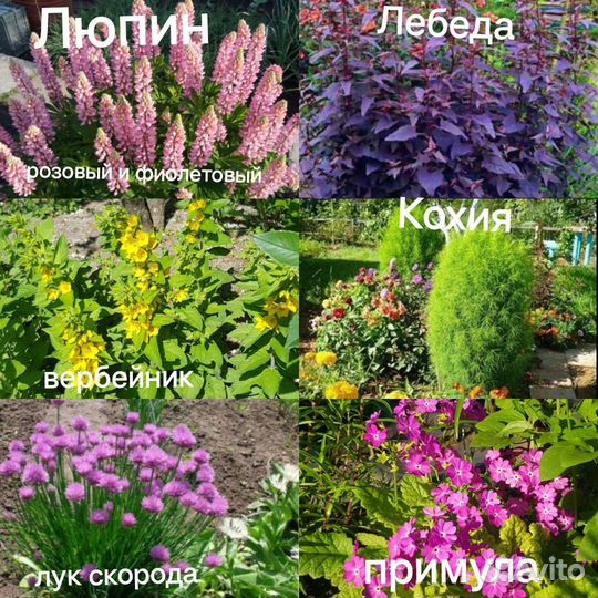 Гортензия,диктамнус,климатис и др.многолетники
