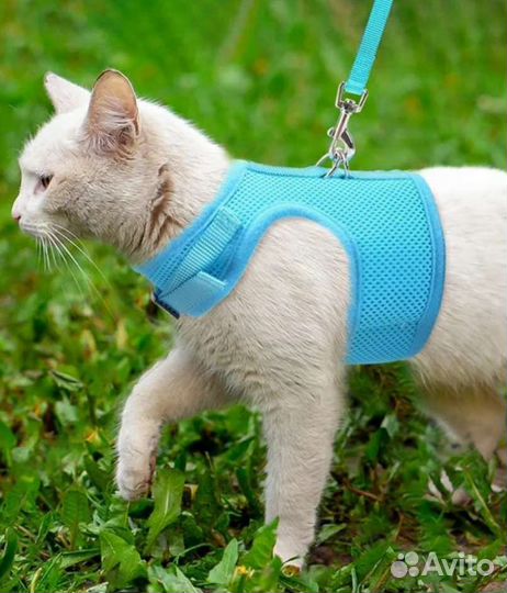 Шлейка для кота