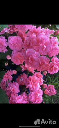Продам цветы