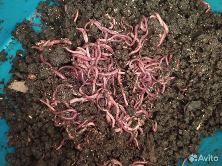 Червь старатель