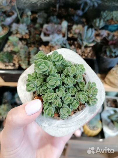 Крассула ланугиносса суккуленты