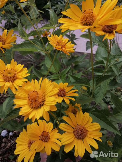 Гелиопсис/флокс/хризантема/пеларгония