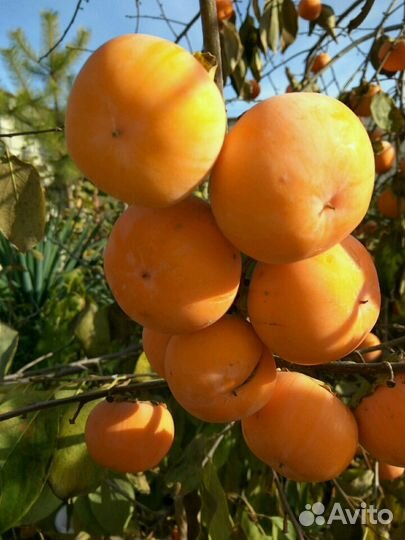 Хурма зимостойкая