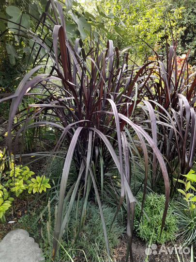 Декоративные злаки