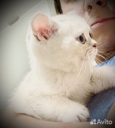 Шотландские прямоухие котята