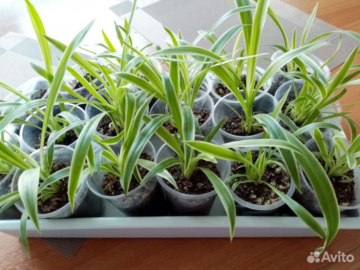 Хлорофитум океан