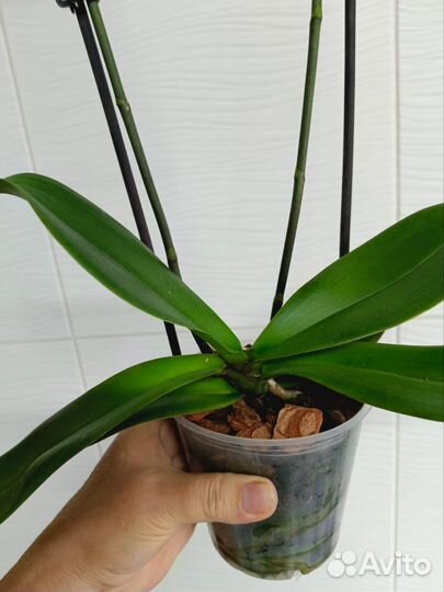 Орхидея фаленопсис биг лип Гэлакси