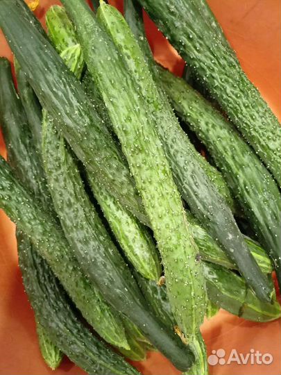 Огурцы свежие домашние