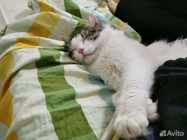 Кот Леопольд