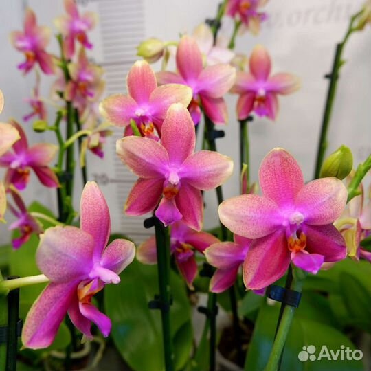 Орхидея ароматная, phalaenopsis Liodoro