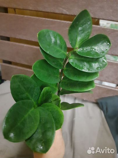 Замиокулькас мидори