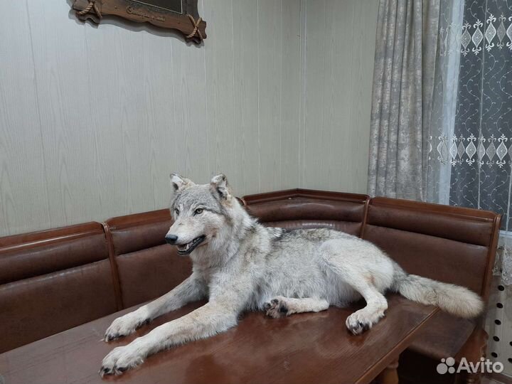 Волк
