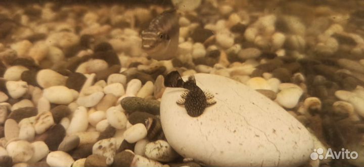 Аквариумные рыбки