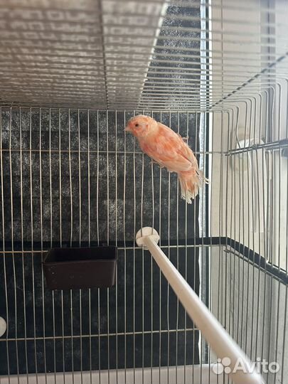 Кенара и канарейки