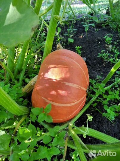 Семена тыквы Хоккайдо