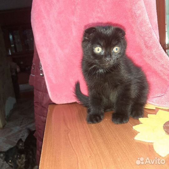 Котята