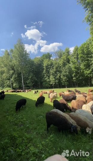 Бараны, курбан байрам, ураза байрам халяль