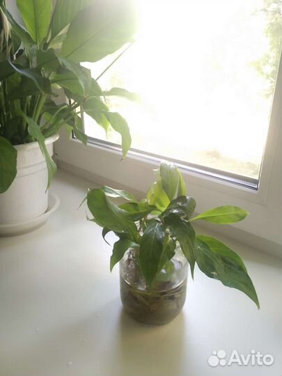 Спатифиллум детка