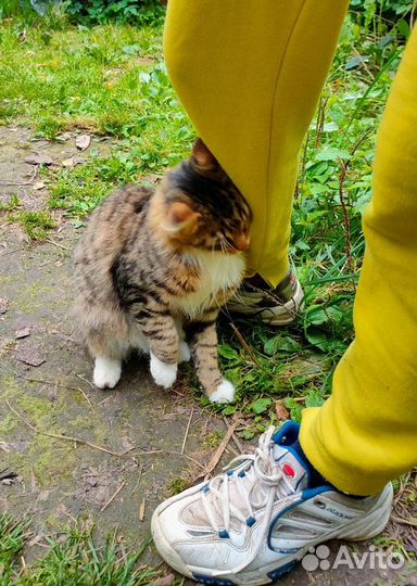 Котик в добрые руки