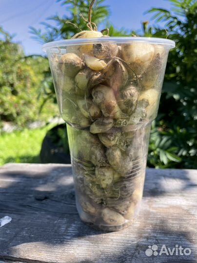 Птицемлечник