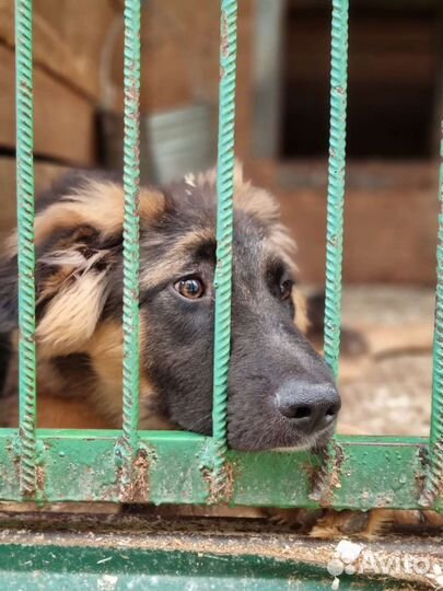 Крупный, добрый щенок скучает в приюте