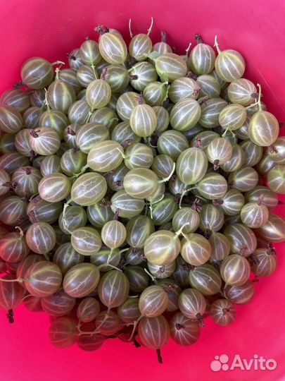 Саженцы крыжовника сорт Английский желтый