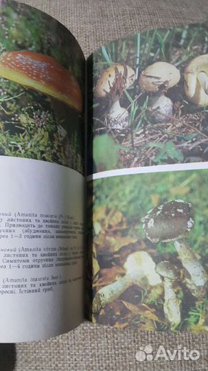Книга Грибы 2 штуки