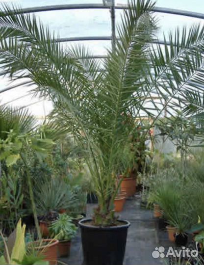 Пальма финиковая 160см большая в горшке