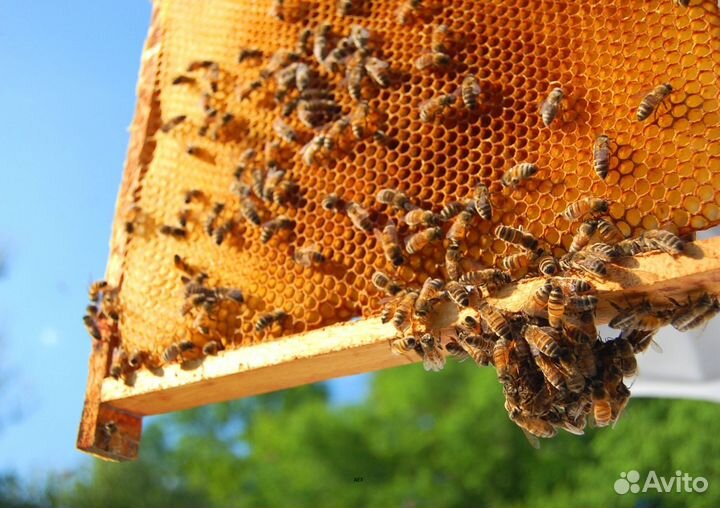 2024 Мед натуральный алтайский опт