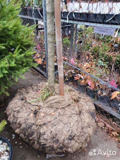 Клен роял ред