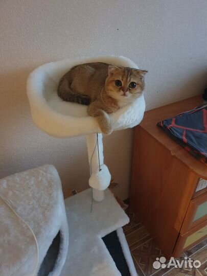 Коты для вязки