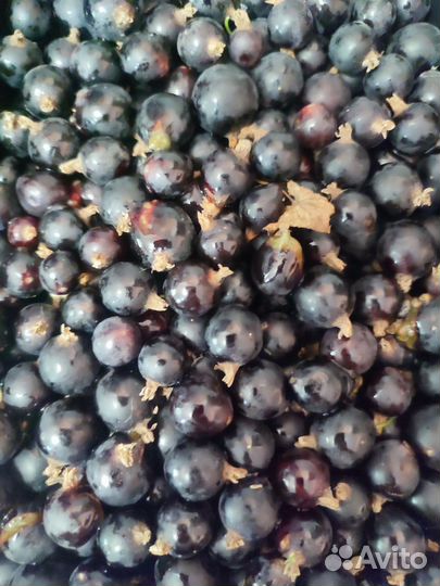 Черная смородина