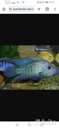 Рыба цихлида самка