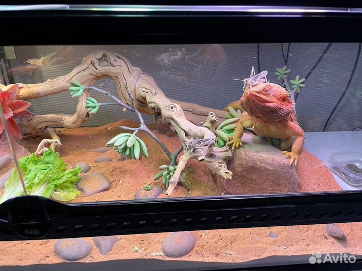 Tеррариум Exo Terra