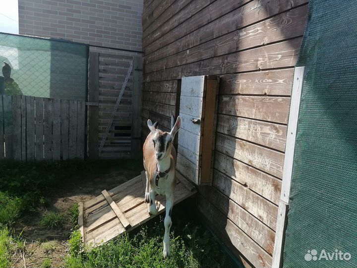 Альпийская козочка