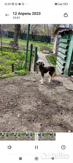 Маленькие собаки