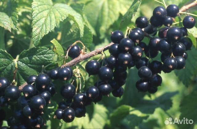 Саженцы от производителя, цены не поднимали