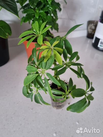 Комнатные растения цветы